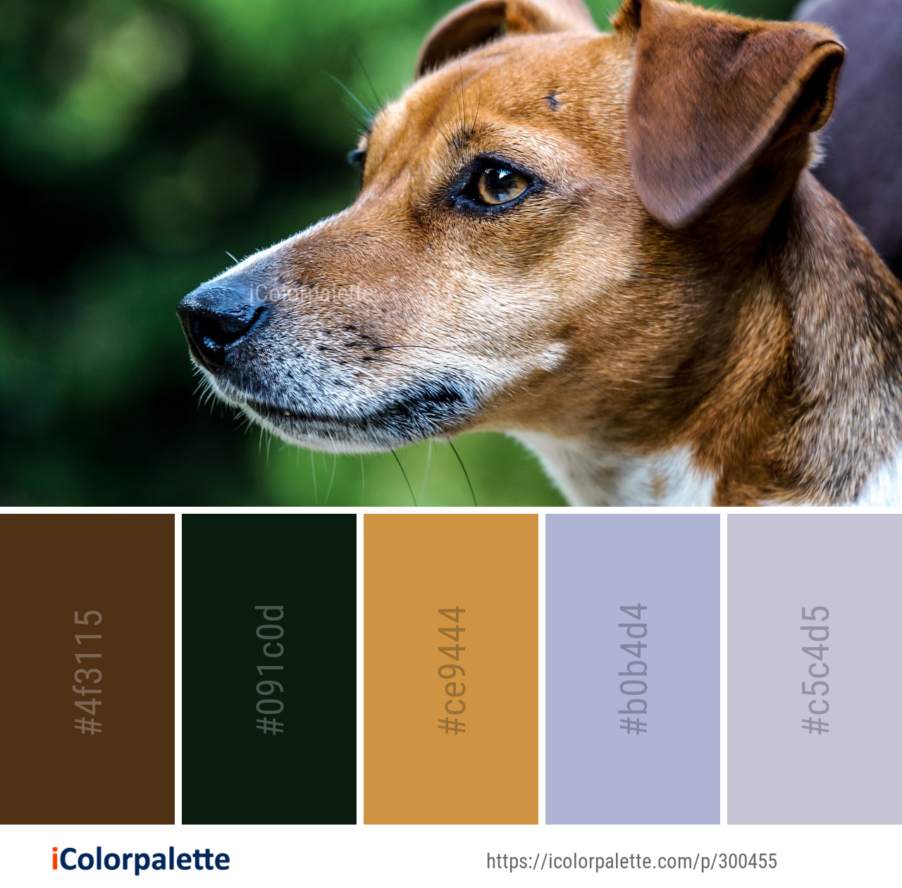 Color Palette Ideas from Dog Breed Group Image iColorpalette
