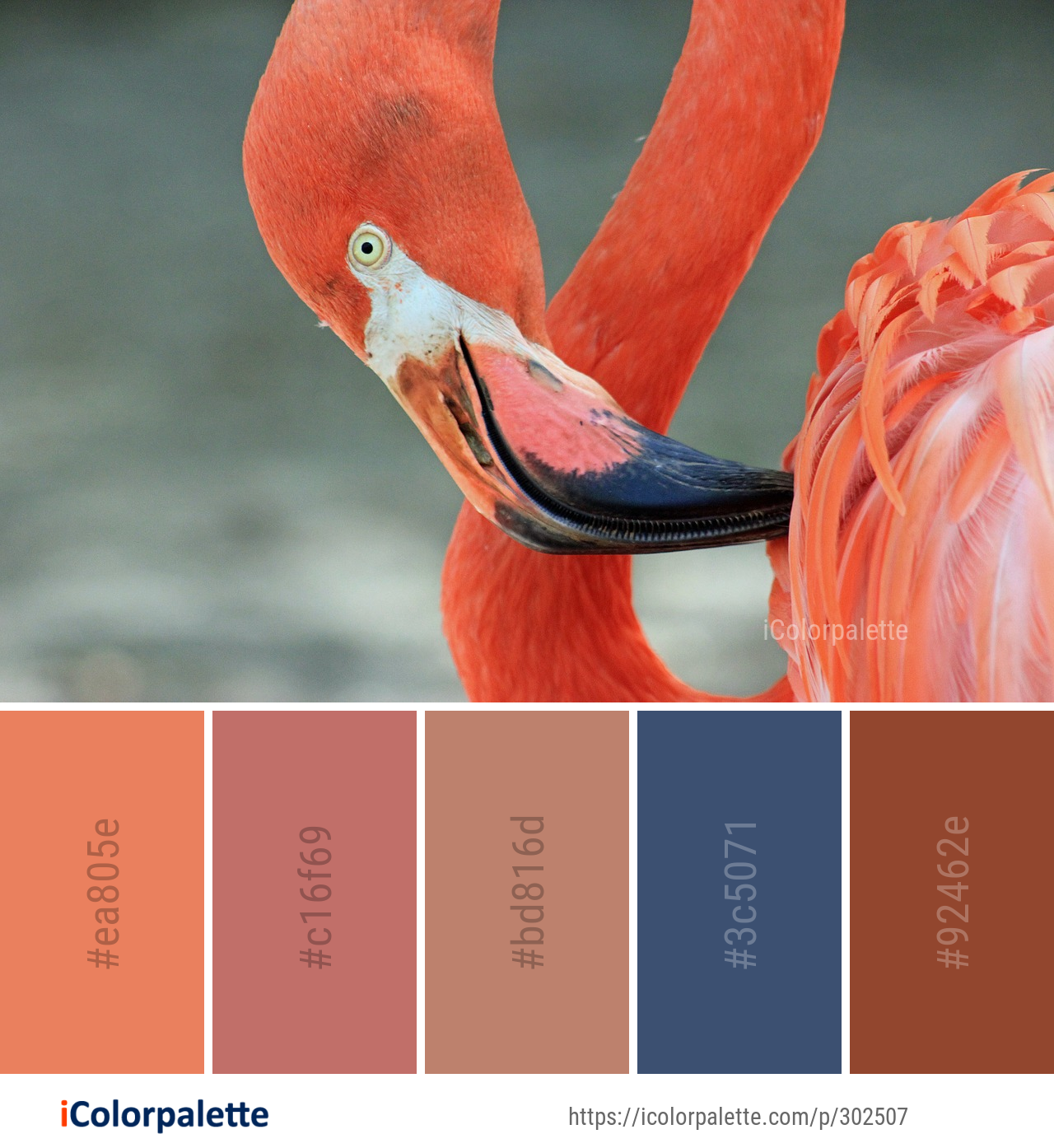 Color Palette Ideas from Flamingo Bird Beak Image | iColorpalette