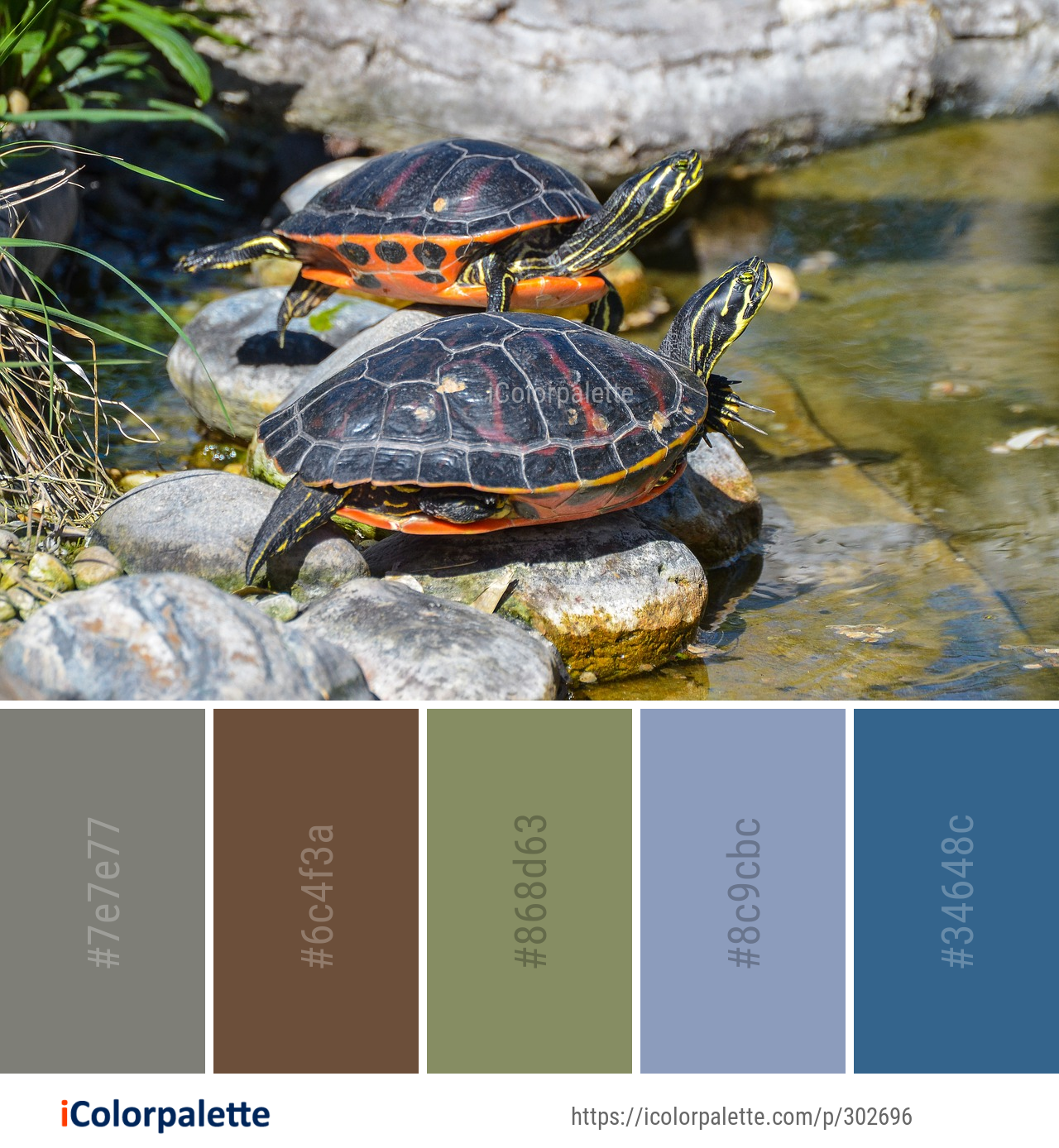 Color Palette Ideas from Turtle Tortoise Emydidae Image | iColorpalette