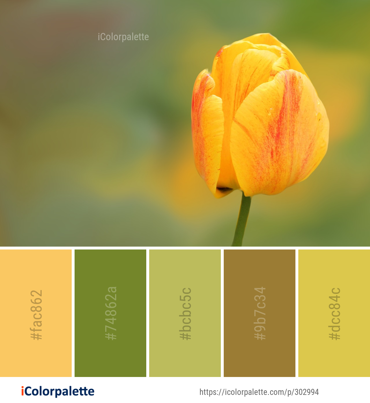 Color Palette Ideas from Flower Yellow Tulip Image iColorpalette