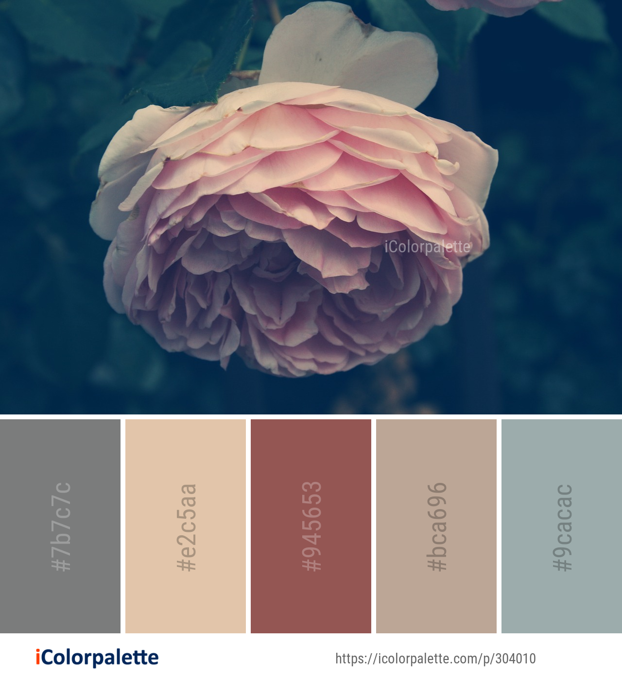 Color Palette Ideas from Flower Rose Family Pink Image | iColorpalette