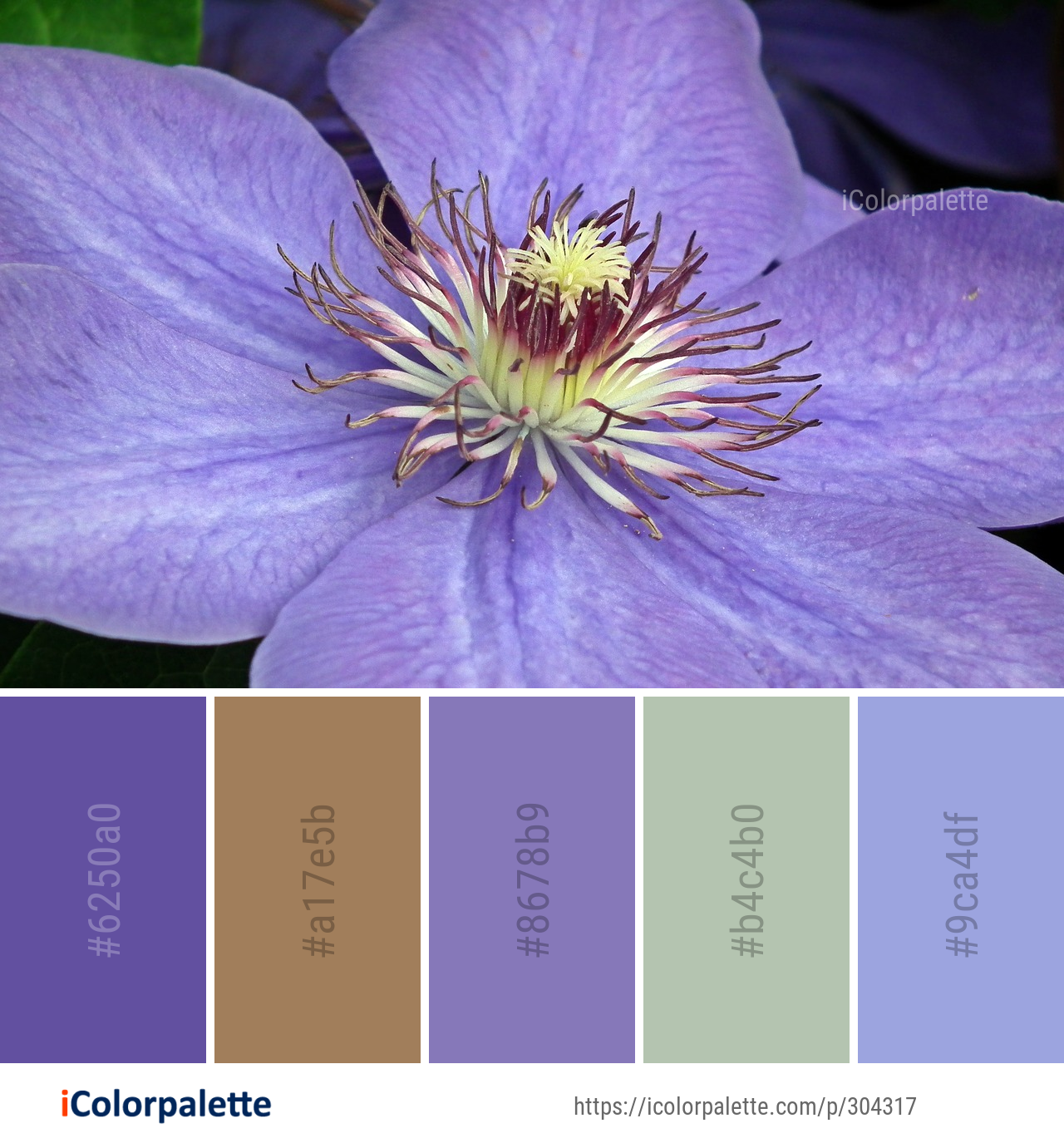 Color Palette Ideas from Flower Purple Flora Image | iColorpalette