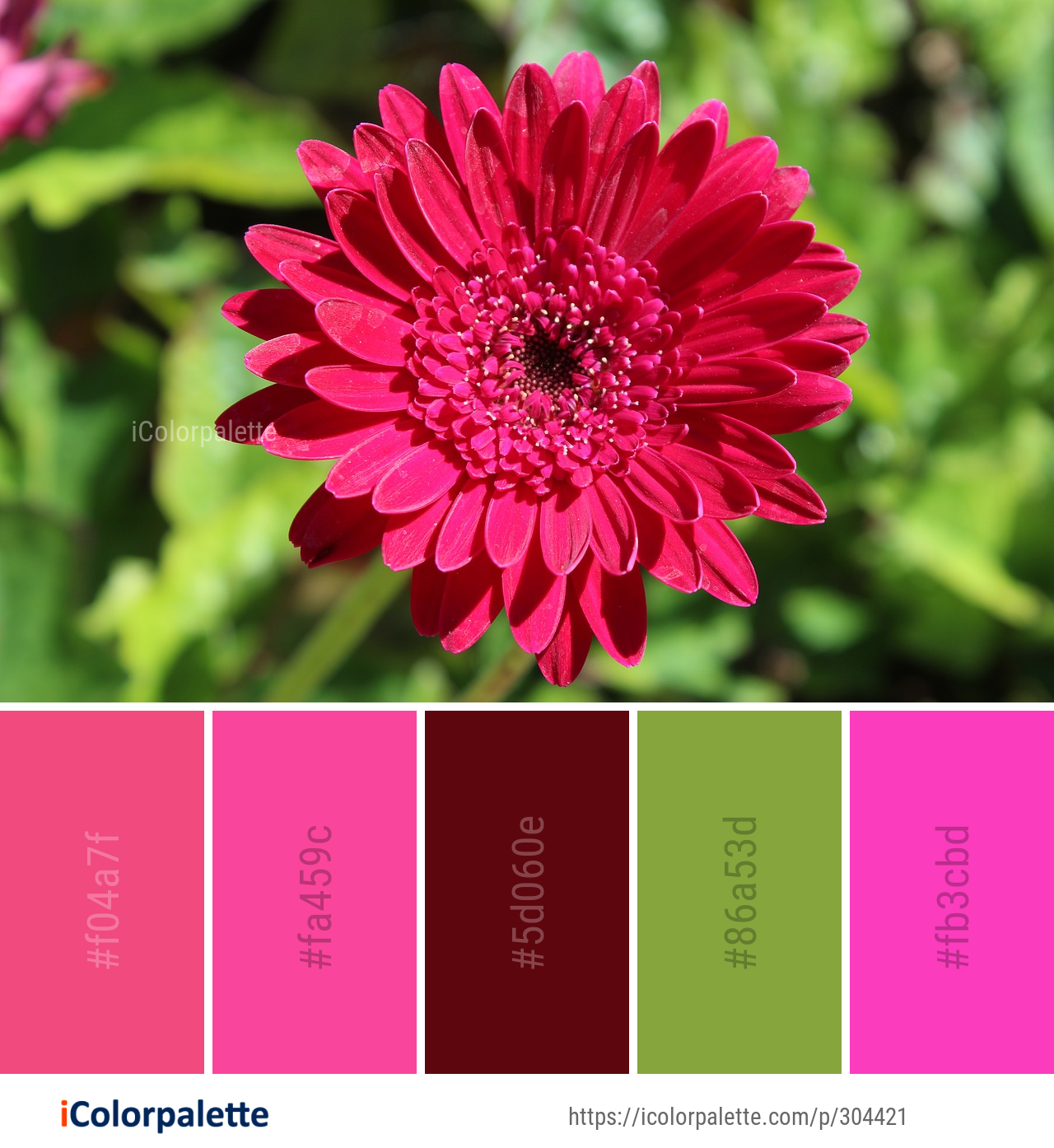 Color Palette Ideas from Flower Flora Plant Image | iColorpalette
