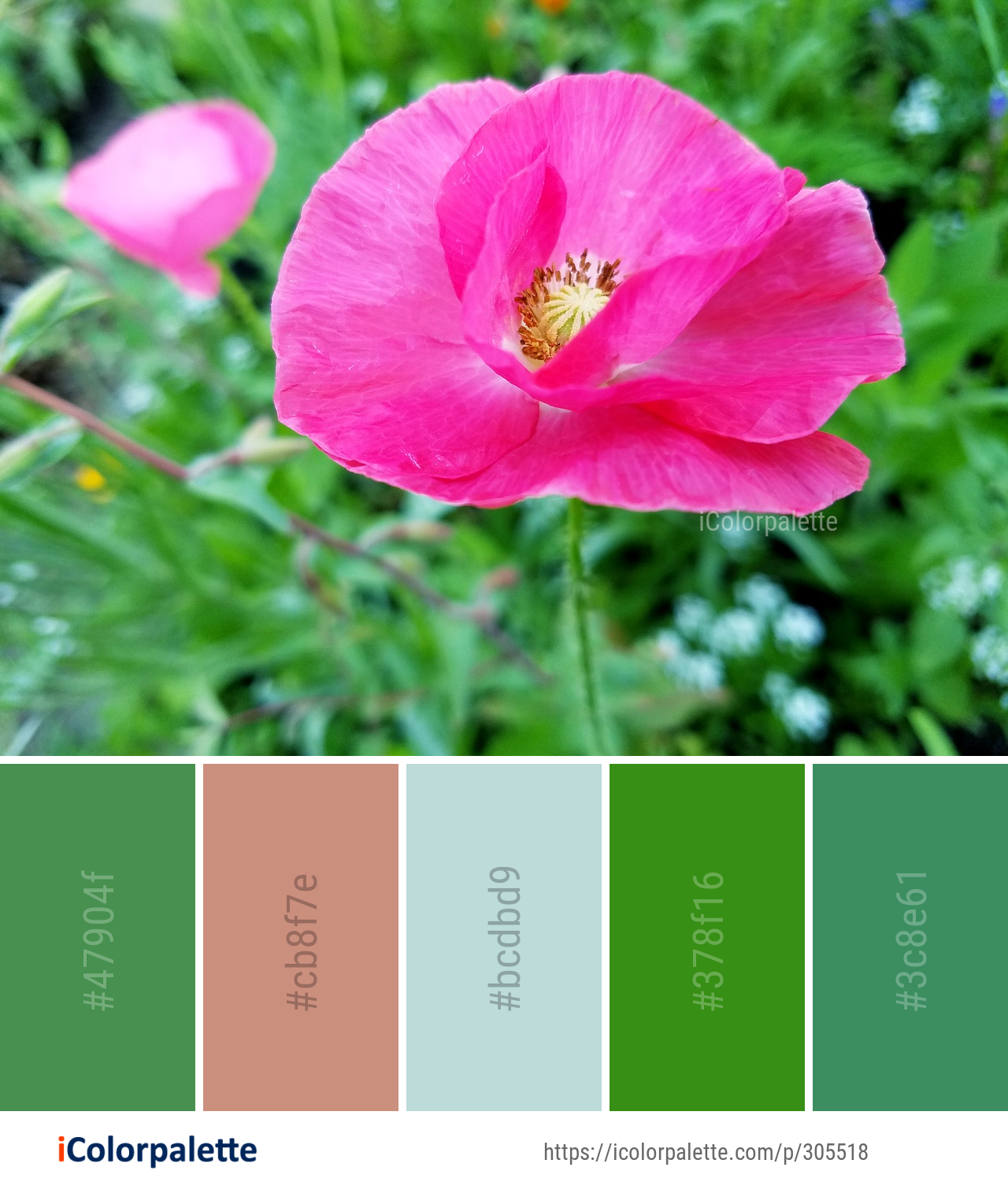 Color Palette Ideas from Flower Wildflower Plant Image | iColorpalette