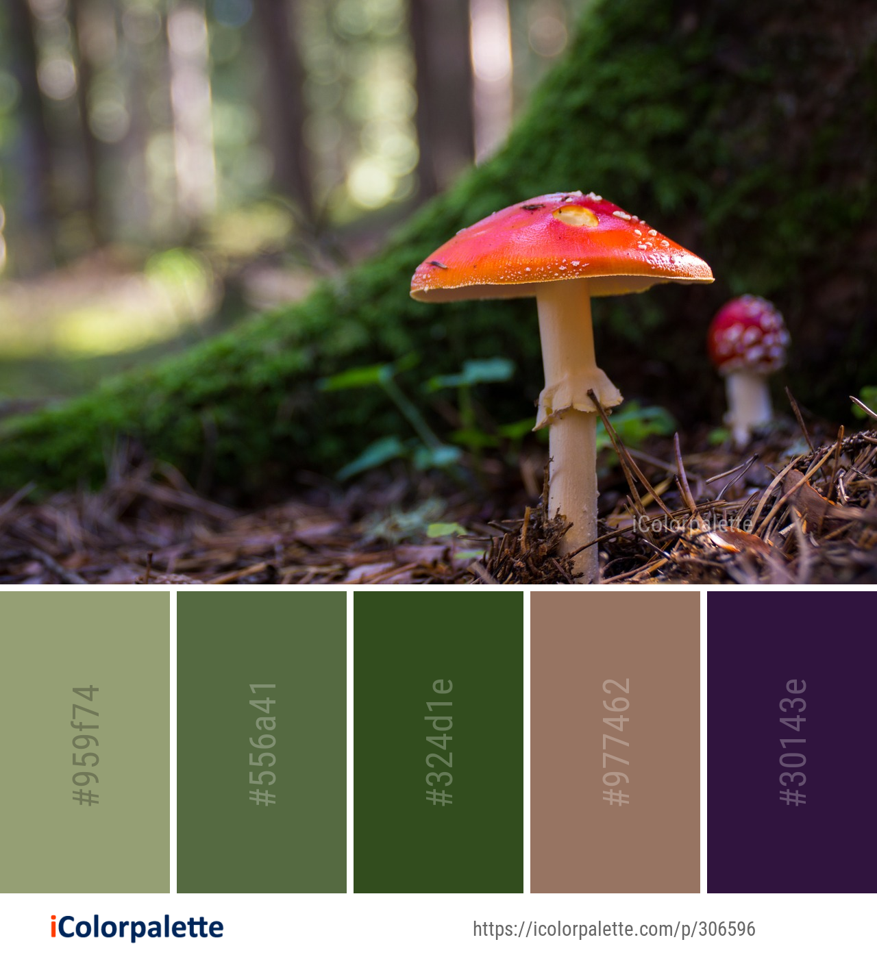 Color Palette Ideas from Mushroom Fungus Leaf Image | iColorpalette