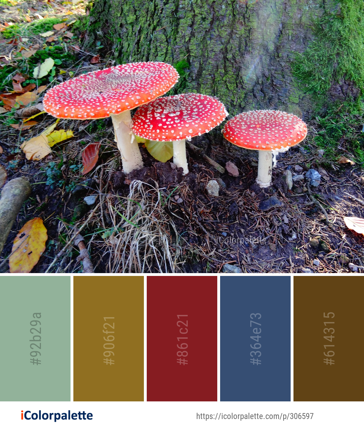 Color Palette Ideas from Fungus Mushroom Agaric Image | iColorpalette