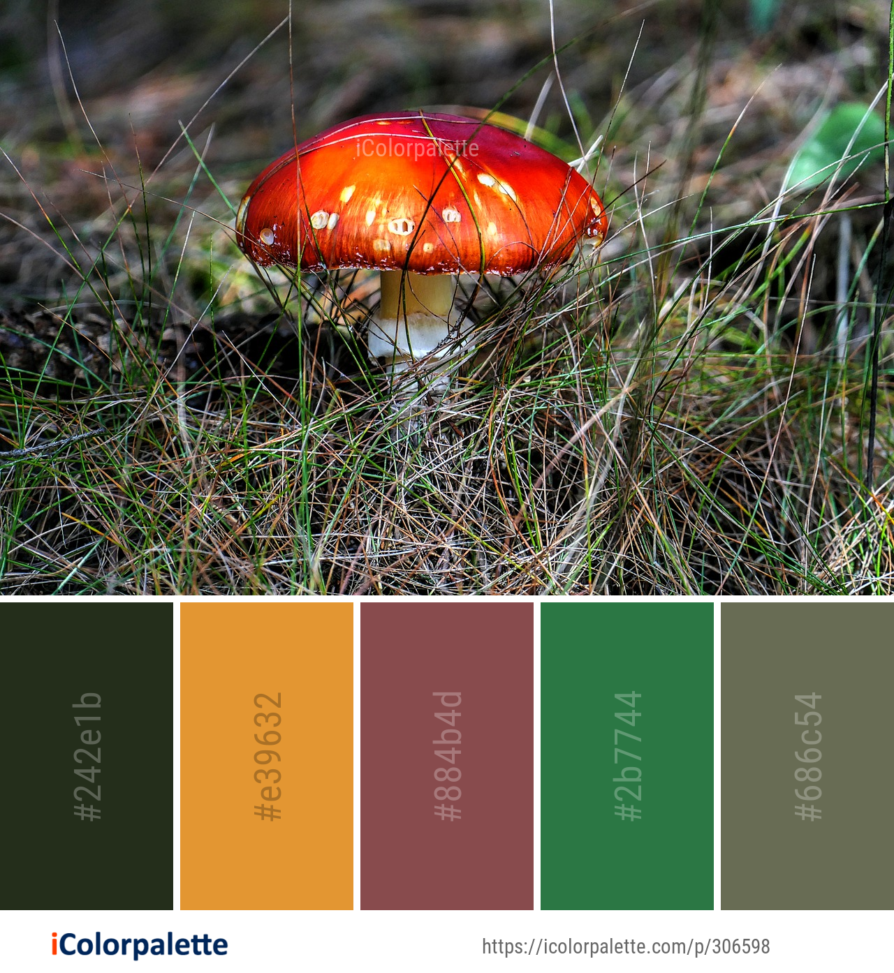 Color Palette Ideas from Mushroom Ecosystem Fungus Image | iColorpalette