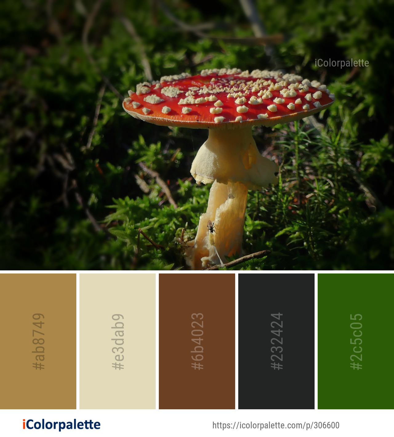 Color Palette Ideas from Mushroom Fungus Agaric Image | iColorpalette