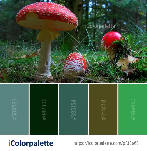 Color Palette Ideas from Mushroom Fungus Agaric Image | iColorpalette