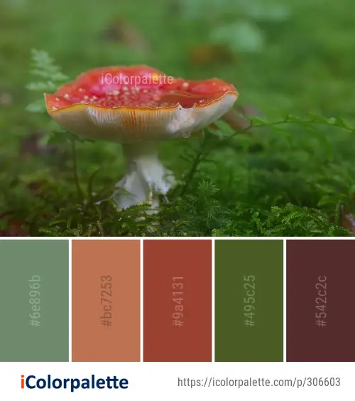 Color Palette Ideas from Fungus Mushroom Medicinal Image | iColorpalette