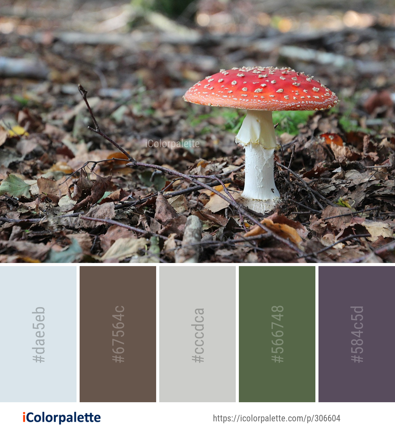 Color Palette Ideas from Mushroom Fungus Agaric Image | iColorpalette