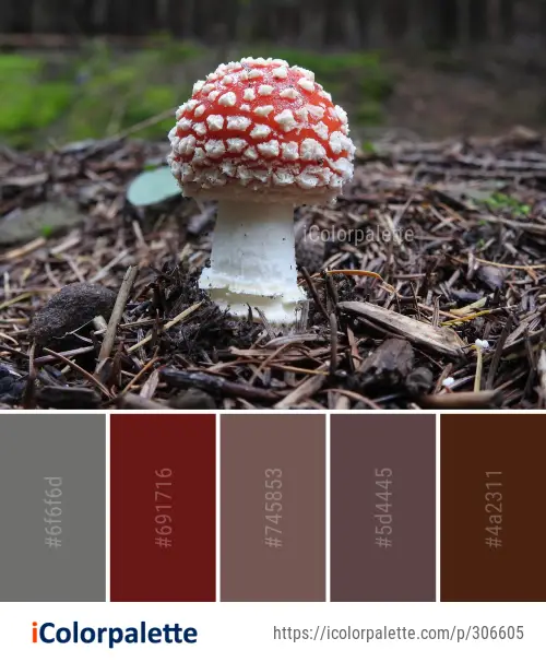 Color Palette Ideas from Fungus Mushroom Agaric Image | iColorpalette