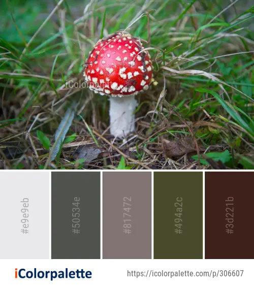 Color Palette Ideas from Mushroom Fungus Agaric Image | iColorpalette