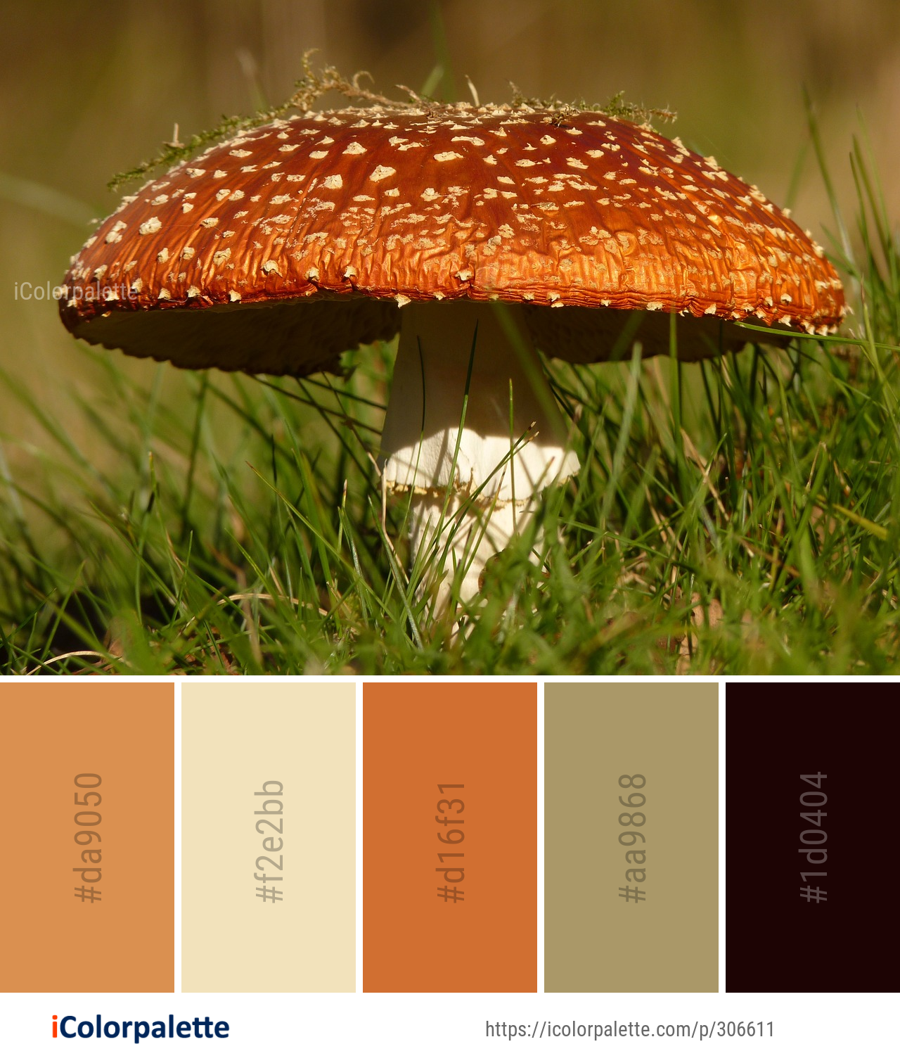 Color Palette Ideas from Mushroom Fungus Agaric Image | iColorpalette