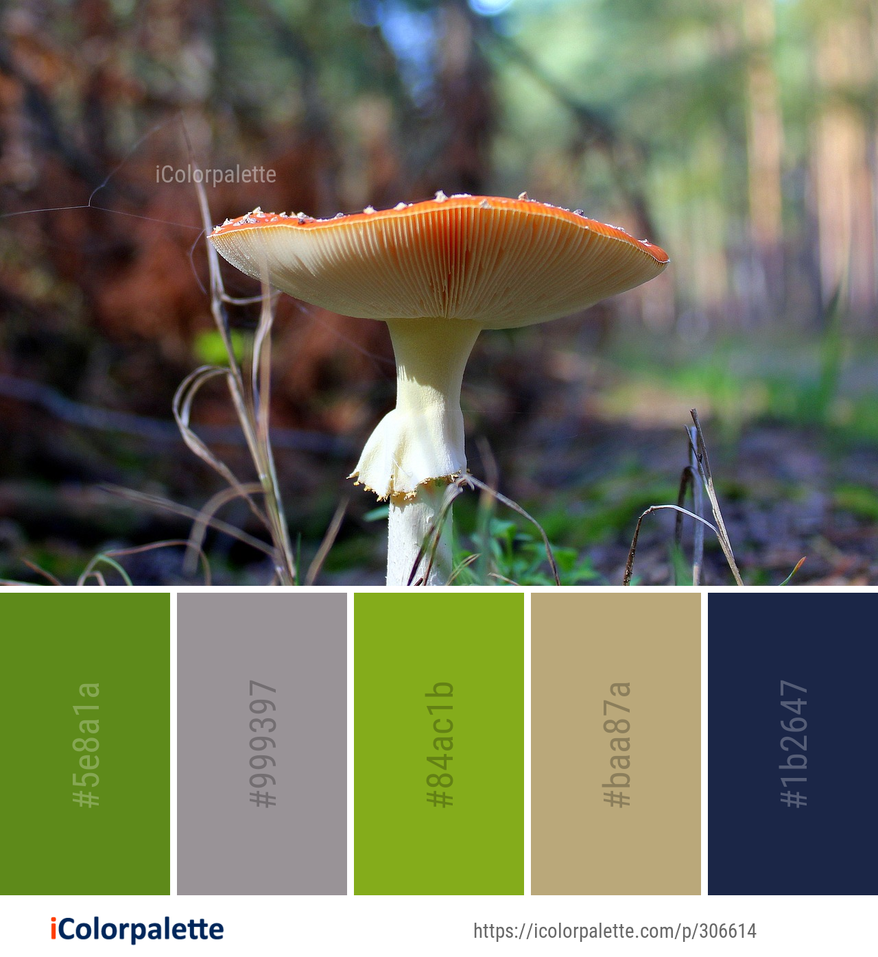 Color Palette Ideas from Mushroom Fungus Edible Image | iColorpalette