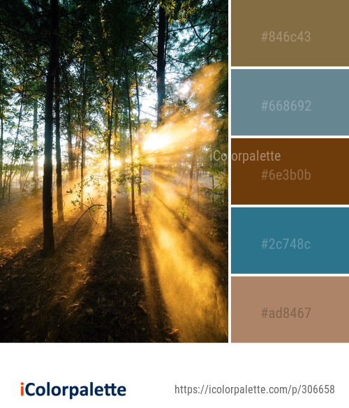 Color Palette Ideas from Nature Tree Forest Image | iColorpalette