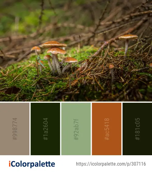 Color Palette Ideas from Fungus Ecosystem Vegetation Image | iColorpalette