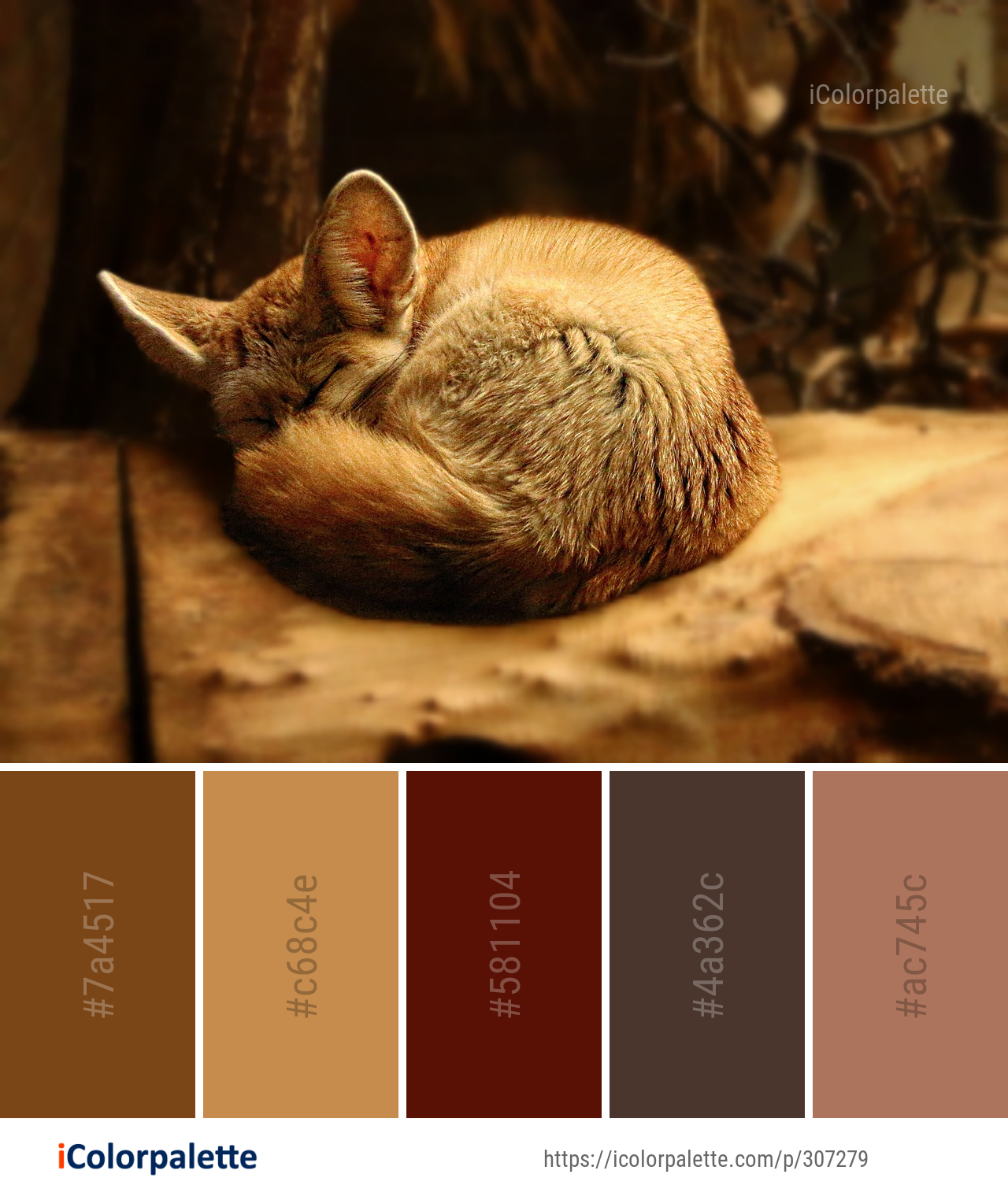 118+ Red Fox Color Palette ideas in 2026 | iColorPalette