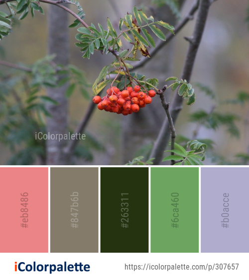 Color Palette Ideas from Rowan Sorbus Plant Image