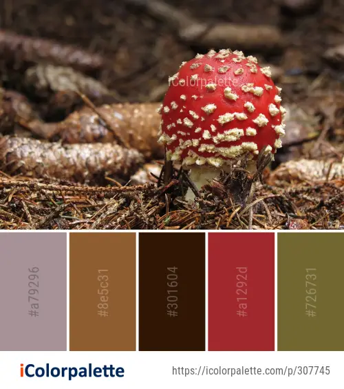 Color Palette Ideas from Fungus Mushroom Vegetation Image | iColorpalette