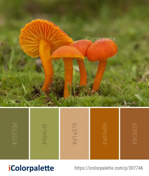 Color Palette Ideas from Mushroom Fungus Edible Image | iColorpalette