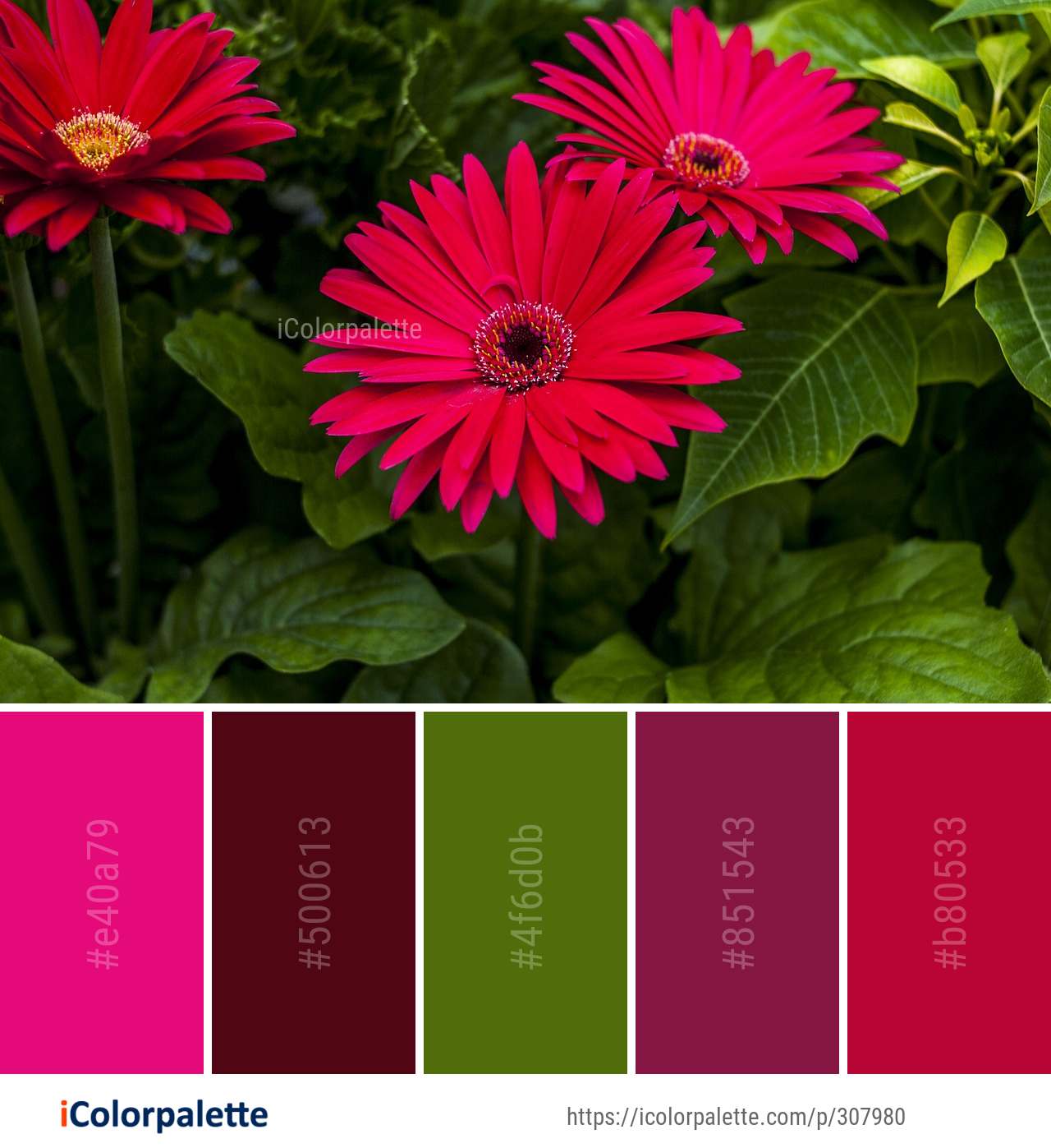 Color Palette Ideas from Flower Plant Flora Image | iColorpalette