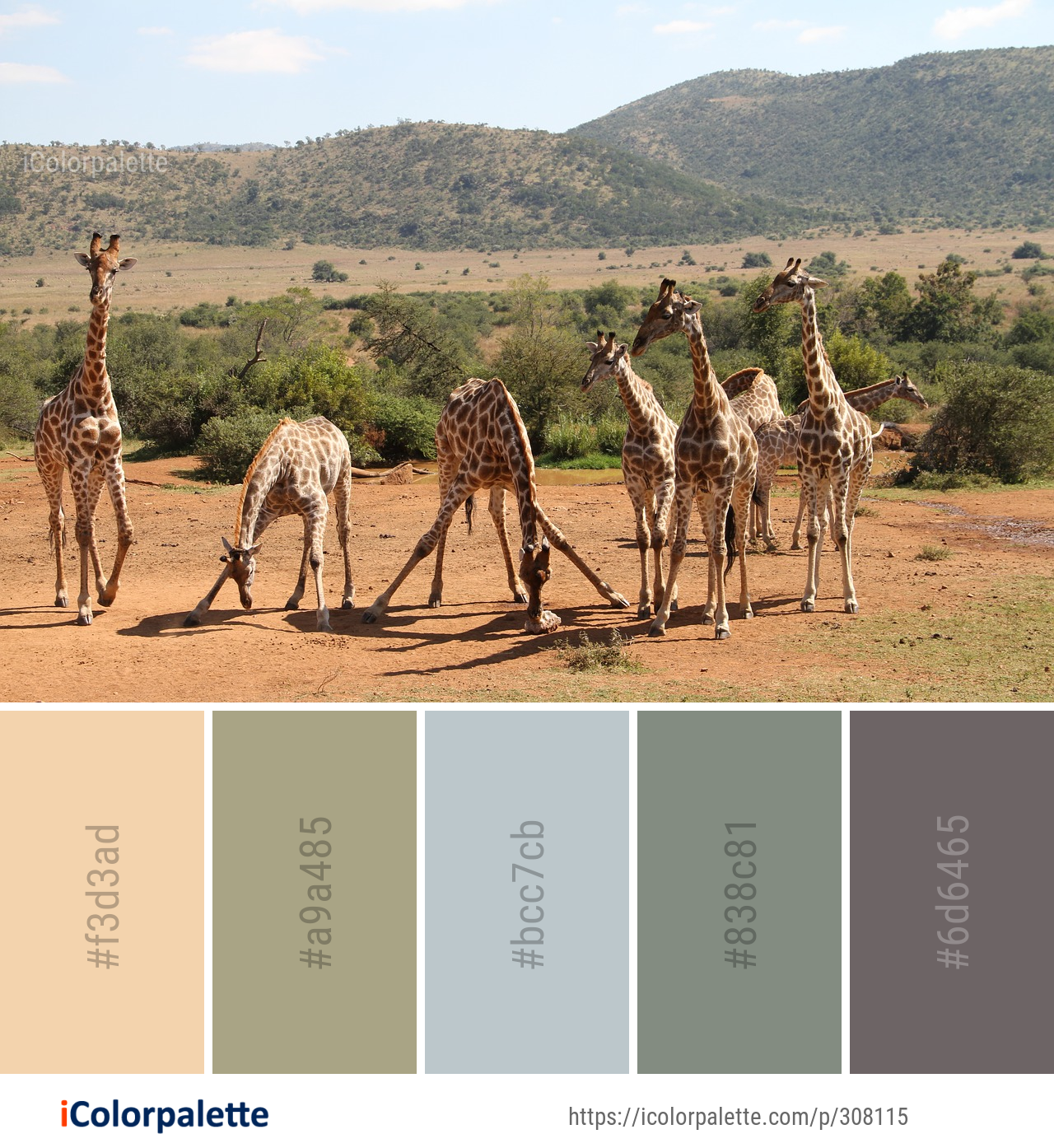 Color Palette Ideas from Giraffe Wildlife Giraffidae Image iColorpalette