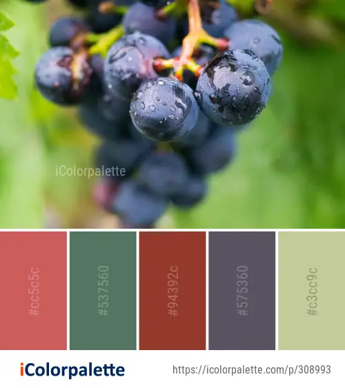 Color Palette Ideas from Fruit Grape Berry Image | iColorpalette