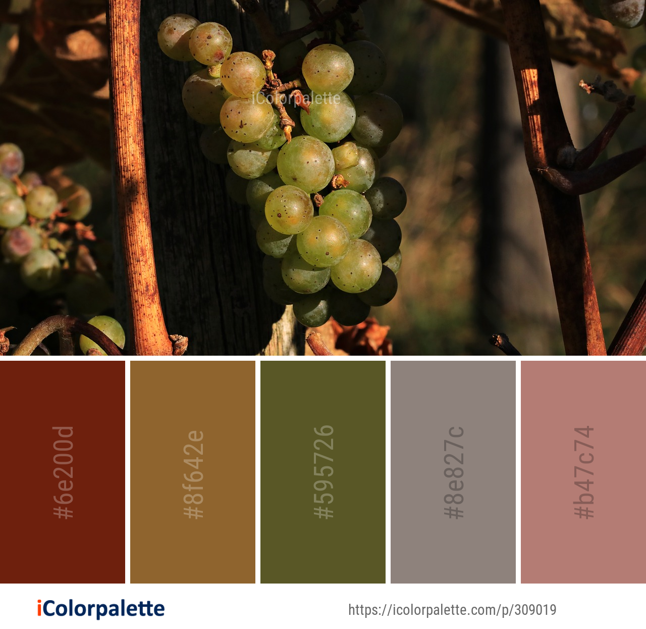 Color Palette Ideas from Grape Grapevine Family Fruit Image | iColorpalette