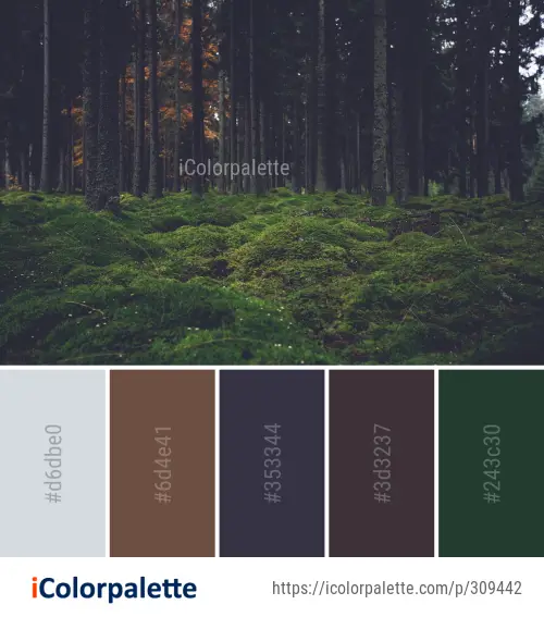 Color Palette Ideas From Forest Nature Ecosystem Image Icolorpalette