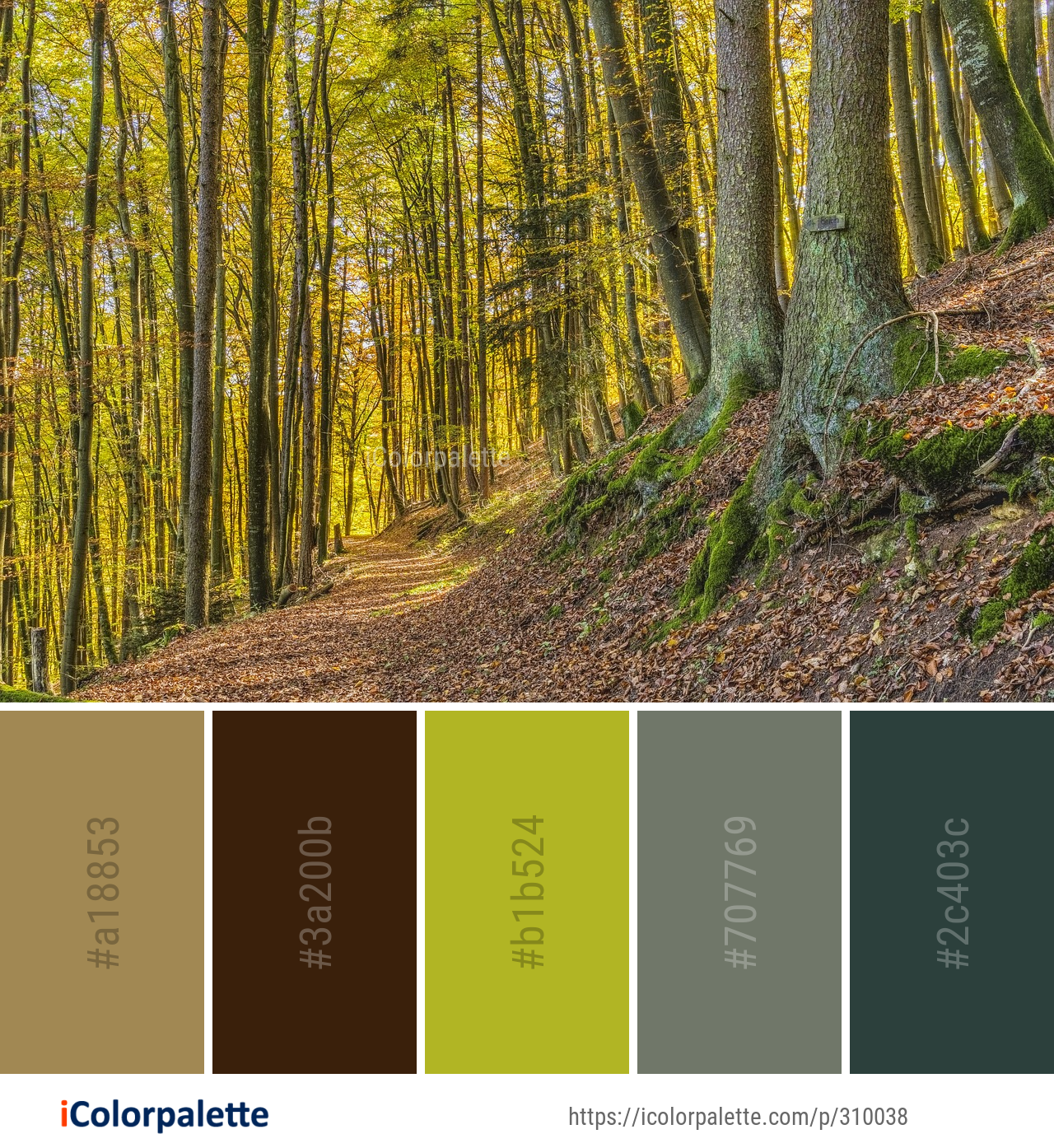 Color Palette Ideas From Woodland Forest Nature Image Icolorpalette