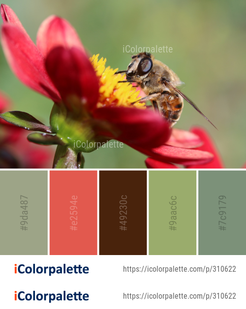 Color Palette Ideas from Honey Bee Insect Image | iColorpalette