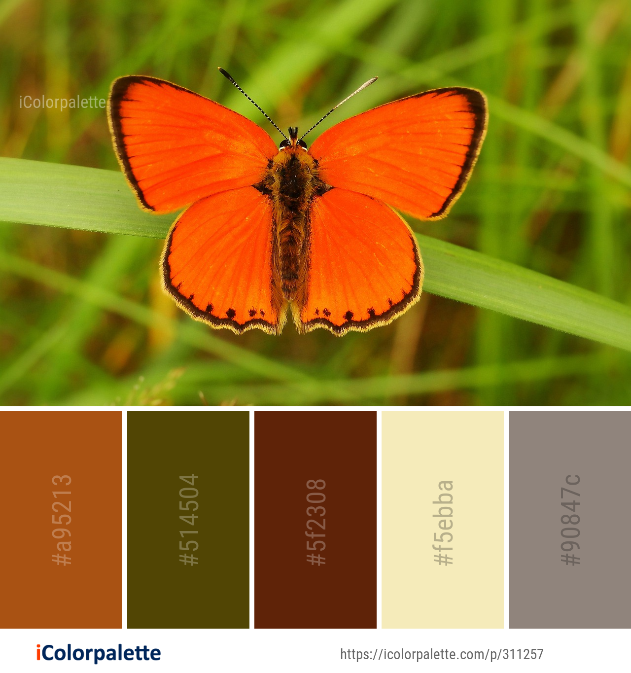 Color Palette Ideas from Butterfly Moths And Butterflies Lycaenid Image ...