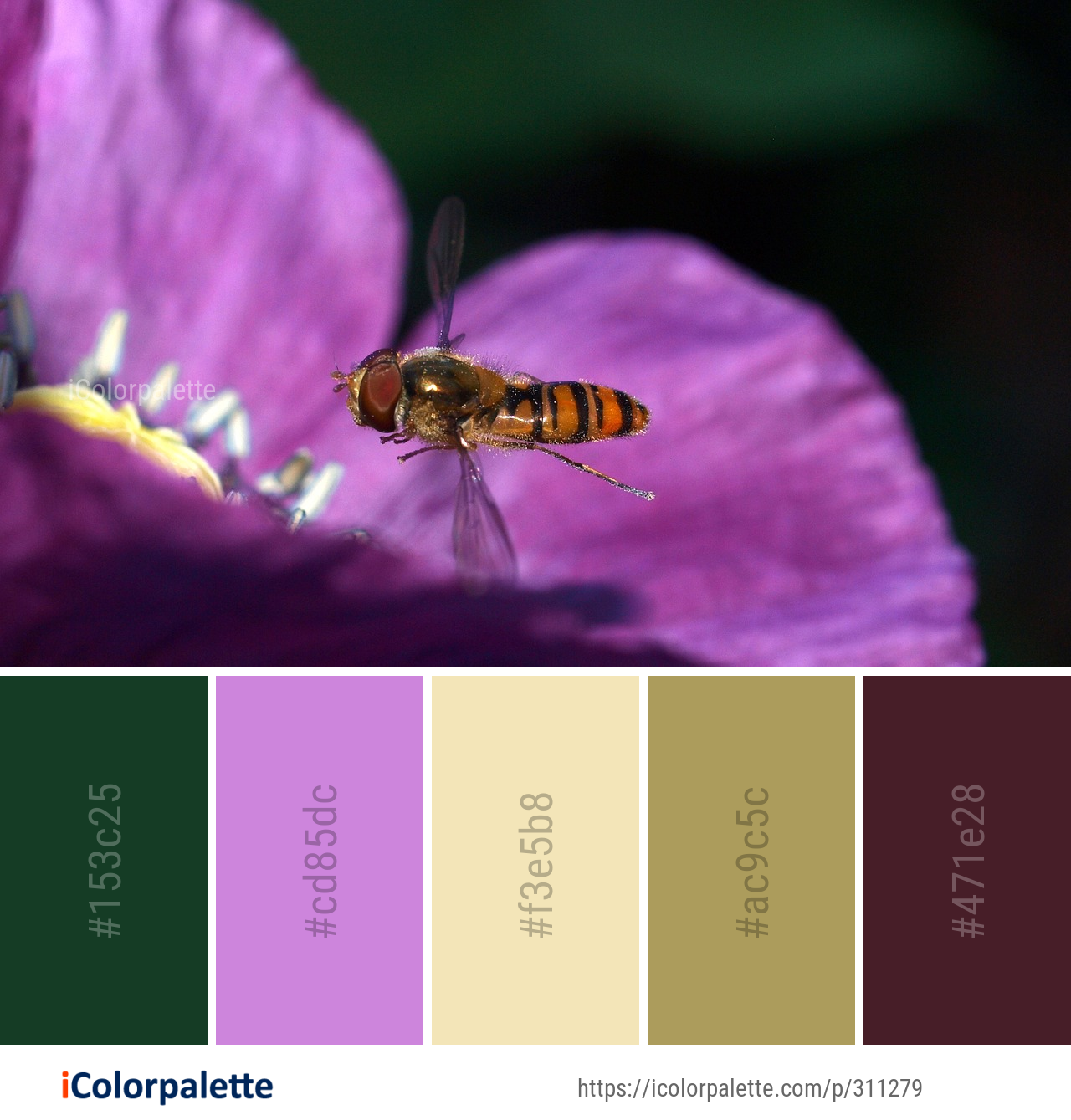 Color Palette Ideas from Honey Bee Insect Image | iColorpalette