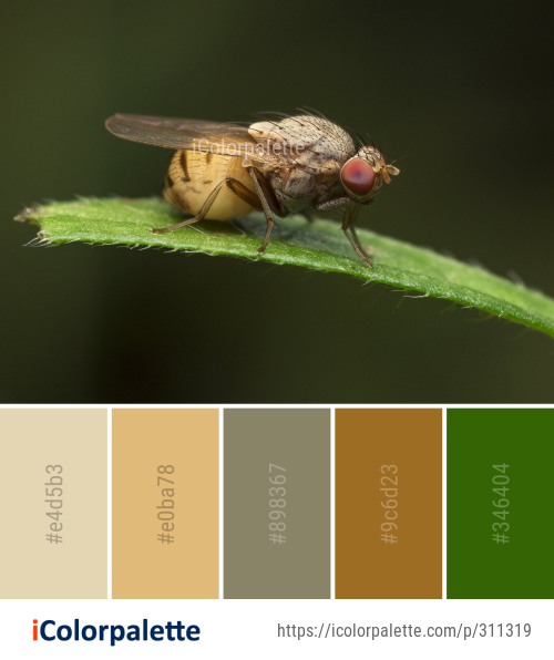 Color Palette Ideas from Insect Fly Pest Image | iColorpalette