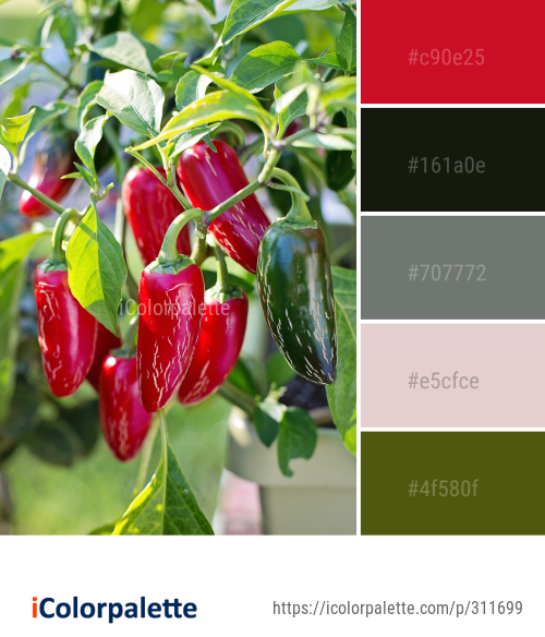Color Palette Ideas from Plant Chili Pepper Bell Peppers And Image