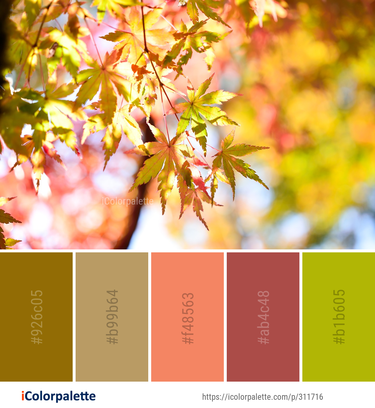 autumn color scheme