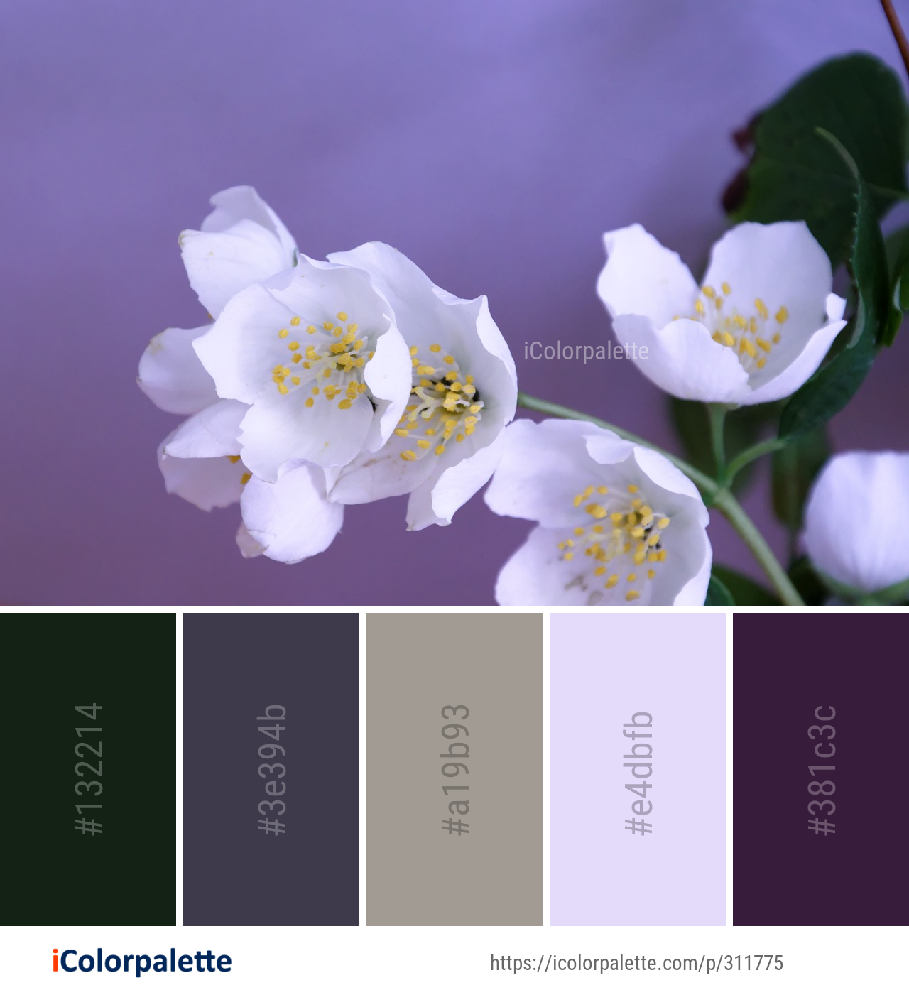 Color Palette Ideas from Flower White Flora Image | iColorpalette