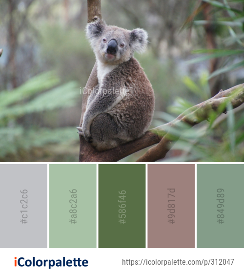 Color Palette Ideas from Koala Terrestrial Animal Mammal Image ...