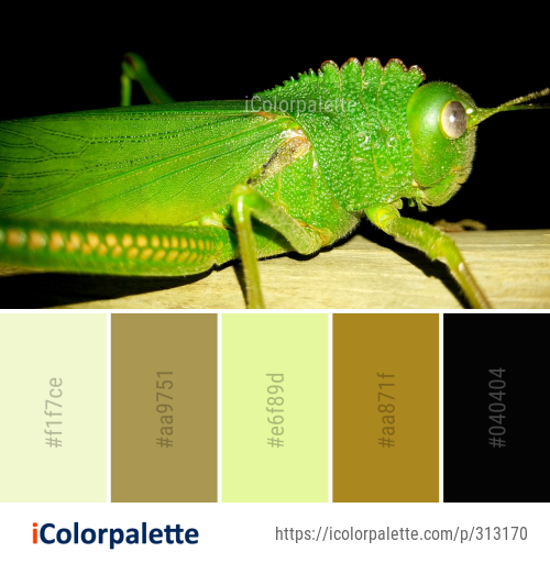 Color Palette Ideas from Insect Grasshopper Invertebrate Image ...