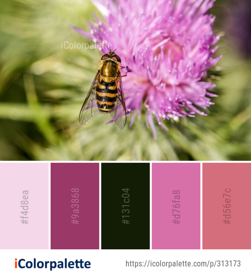 Color Palette Ideas from Honey Bee Insect Image | iColorpalette