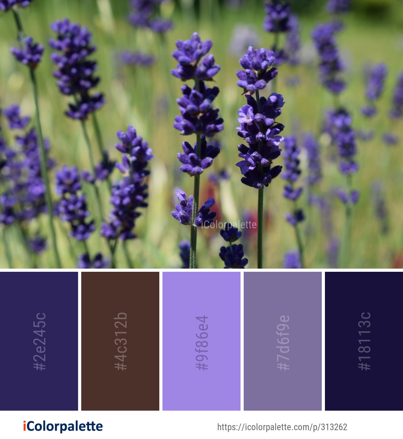 Color Palette Ideas from Lavender English Image iColorpalette