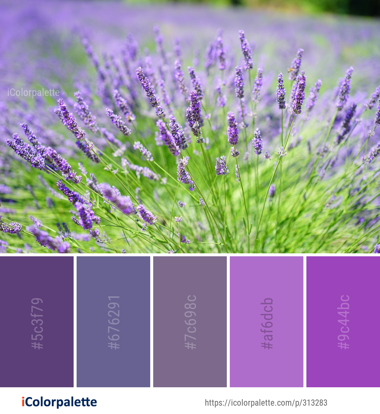 Color Palette Ideas from Lavender English Image iColorpalette