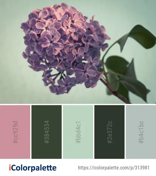 Color Palette Ideas from Lilac Flower Purple Image | iColorpalette