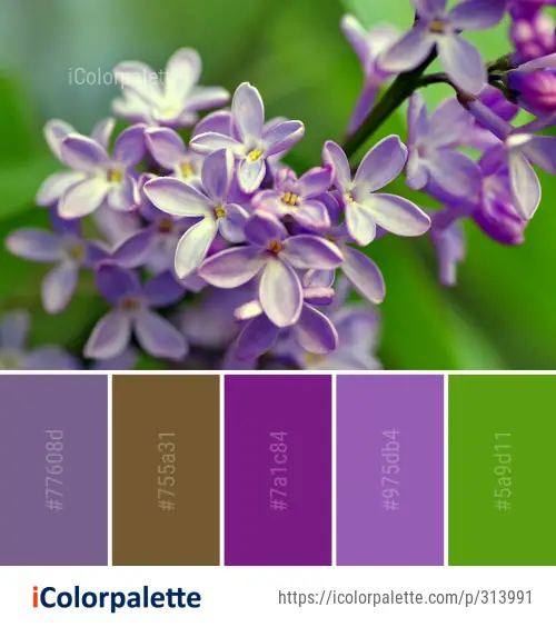 Color Palette Ideas from Flower Lilac Flora Image | iColorpalette