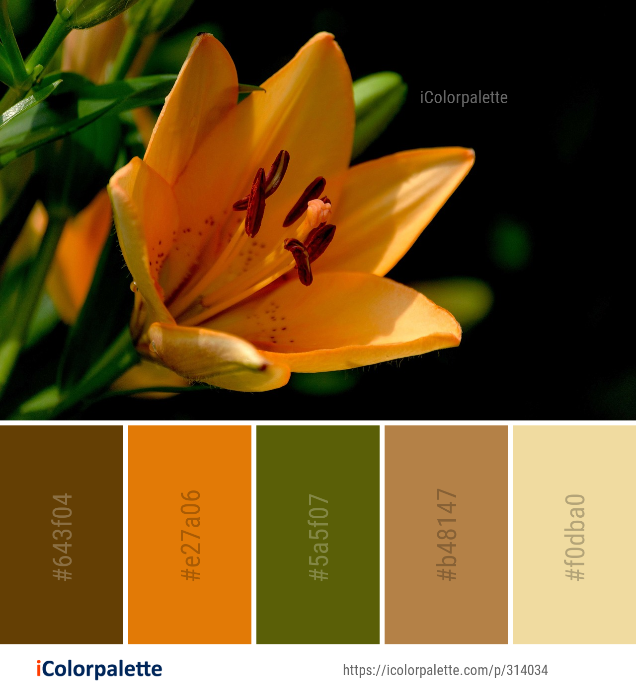 Color Palette Ideas from Flower Flora Lily Image iColorpalette