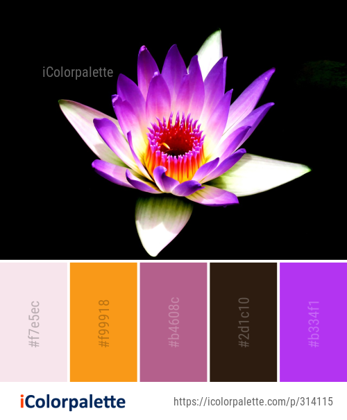 Color Palette Ideas from Flower Flora Purple Image