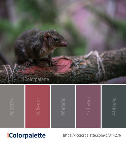 Color Palette Ideas from Fauna Mammal Squirrel Image | iColorPalette