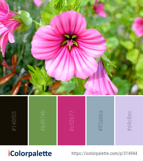 Color Palette Ideas from Flower Pink Plant Image