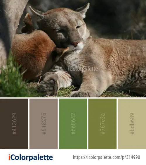 puma animal color